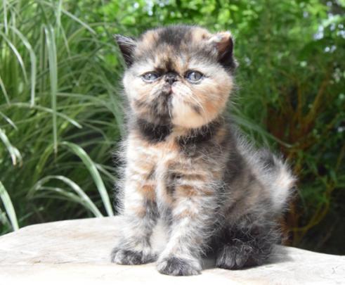 Exotic Shorthair