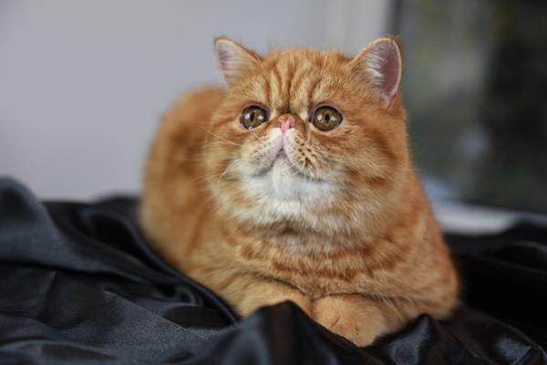 Hec Hessischer Edelkatzen Club E V Exotic Shorthair